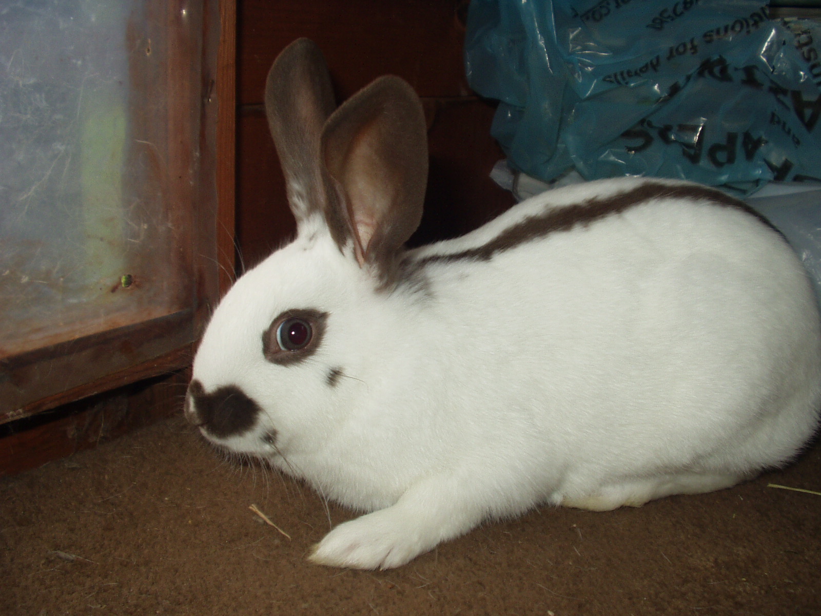 Черный кролик на английском. Японская порода кроликов. Кролики породы черепашка. Породы кроликов бородачей. Кролики породы Континенталь.